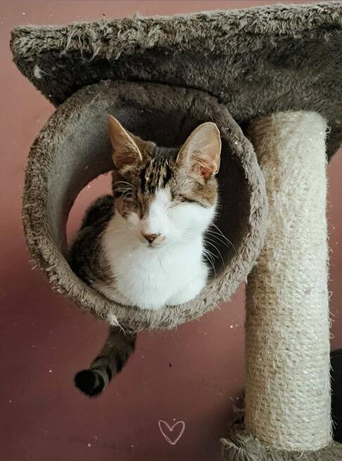 Calineczka niewidoma buro-biała koteczka szuka domu, adopcja