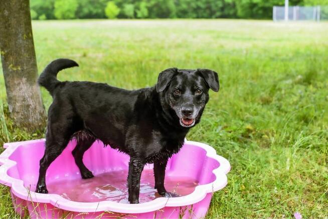 Lidka -starsza czarna suczka czeka na wymarzony dom-adopcja