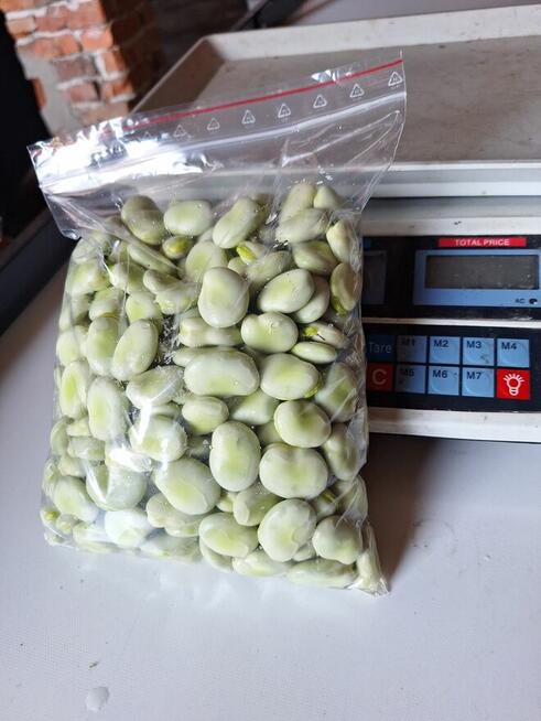 Sprzedam młody bób