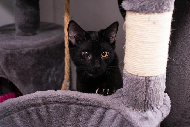 Makrel wesoły kotek szuka domu, adopcja w całej Polsce