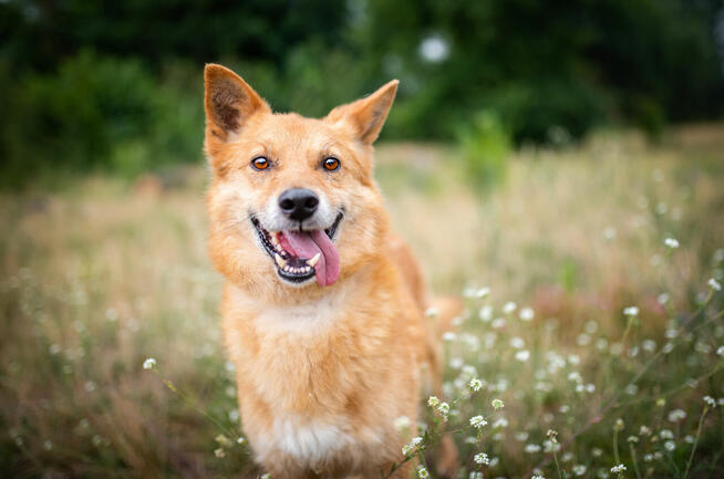 Lisek, przyjazny, wesoły rudzielec szuka domu!