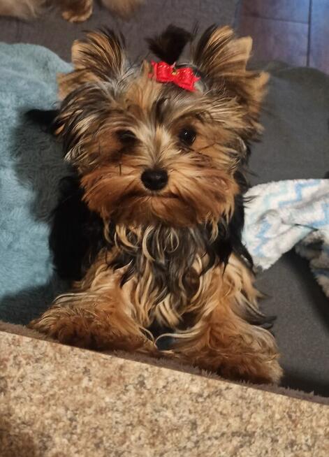 Yorkshire terrier suczka ZKWP