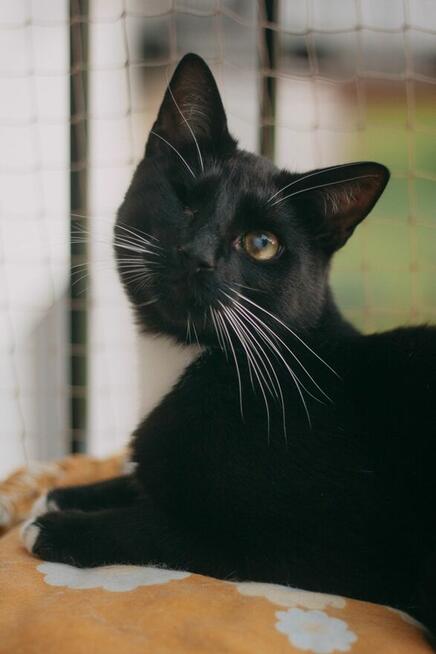 Marcepanek jednooczek czarno biały kot szuka domu adopcja