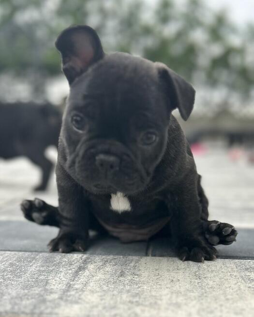 Buldog Francuski