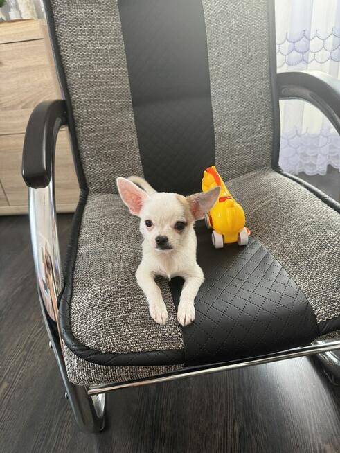 Chihuahua 4 miesiące