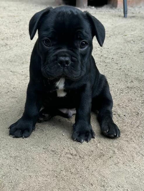 Buldog Francuski
