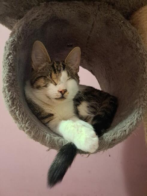 Calineczka niewidoma buro-biała koteczka szuka domu, adopcja