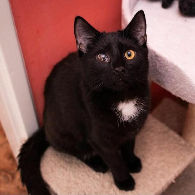 Makrel wesoły kotek szuka domu, adopcja w całej Polsce