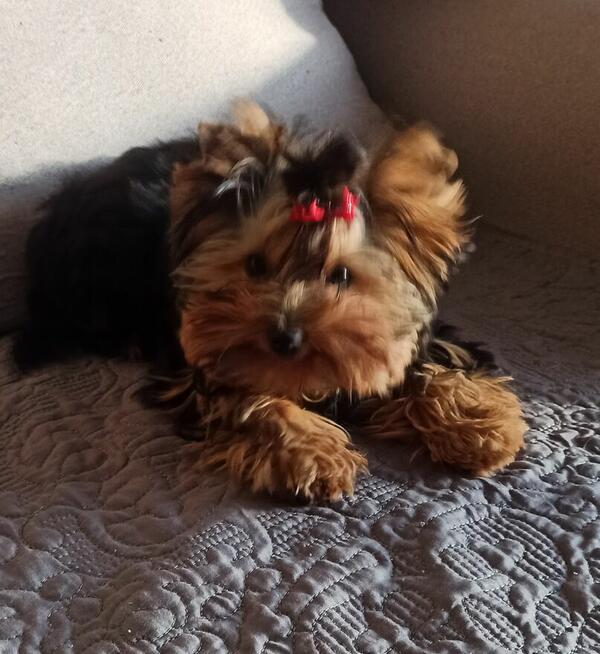 Yorkshire terrier suczka ZKWP