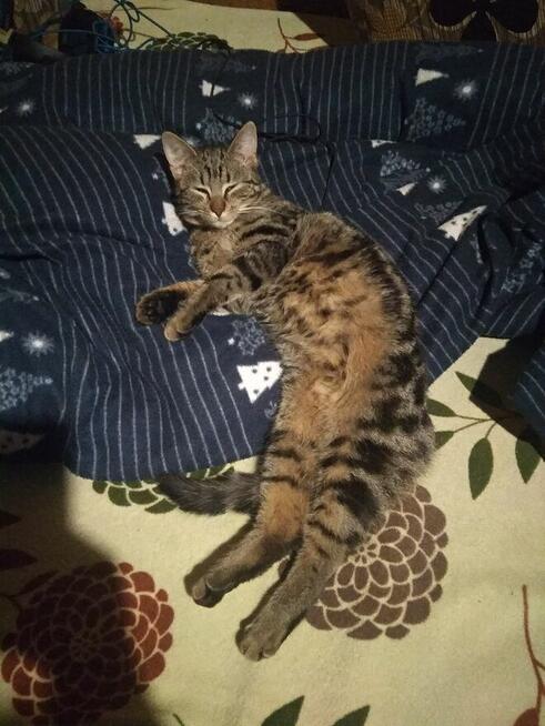 Zaginął 3 letni bury Kot. Warszawa Włochy