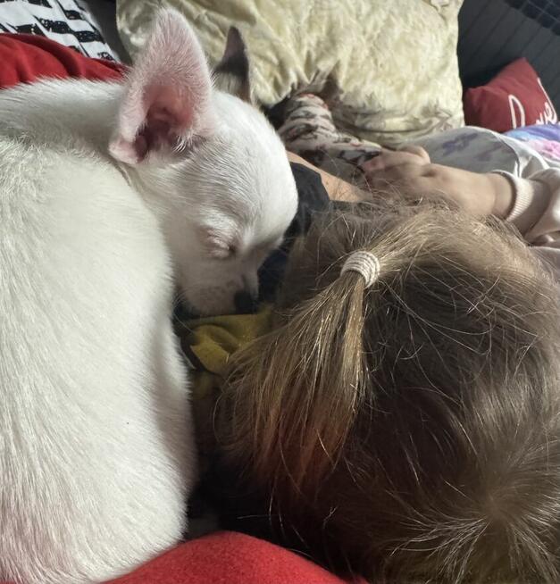 Chihuahua 4 miesiące