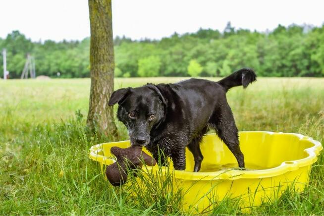 Lidka -starsza czarna suczka czeka na wymarzony dom-adopcja