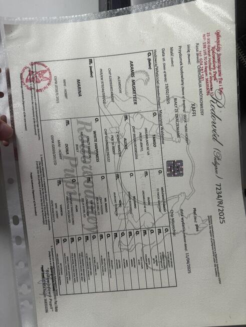 Chihuahua 4 miesiące