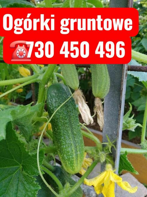 Warzywa sezonowe, mleko i inne pyszności prosto z gospodarstw
