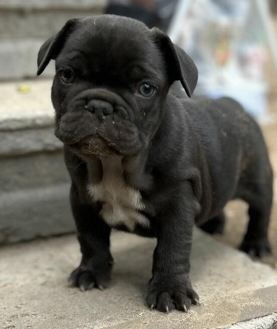 Buldog Francuski