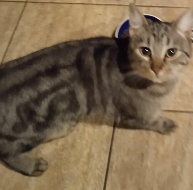 Zaginął 3 letni bury Kot. Warszawa Włochy