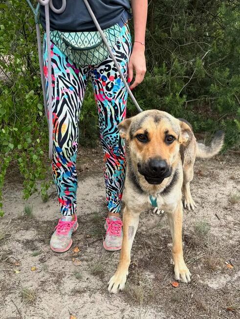 Magnus - młodziutki, kochany oczarkowaty dzieciak