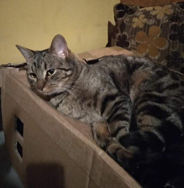 Zaginął 3 letni bury Kot. Warszawa Włochy