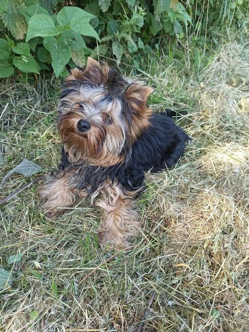 Yorkshire terrier suczka ZKWP