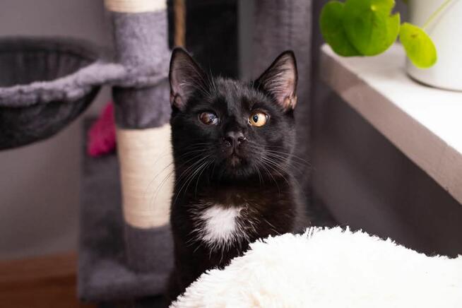 Makrel wesoły kotek szuka domu, adopcja w całej Polsce