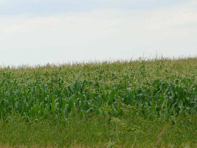 Krapkowice - działka przemysłowo-usługowa o pow.1,4155ha