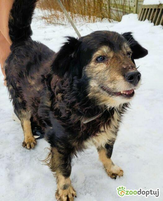 POLDEK - staruszek wyrzucony jak śmieć szuka domu