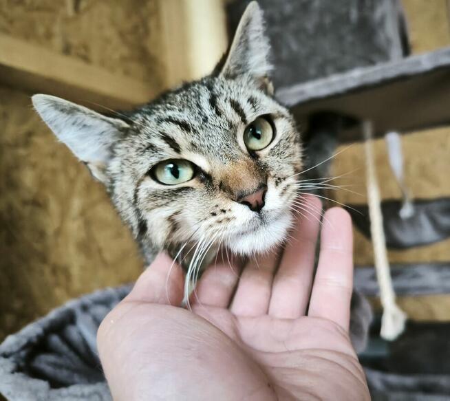 Sympatyczna kicia poleca się do adopcji