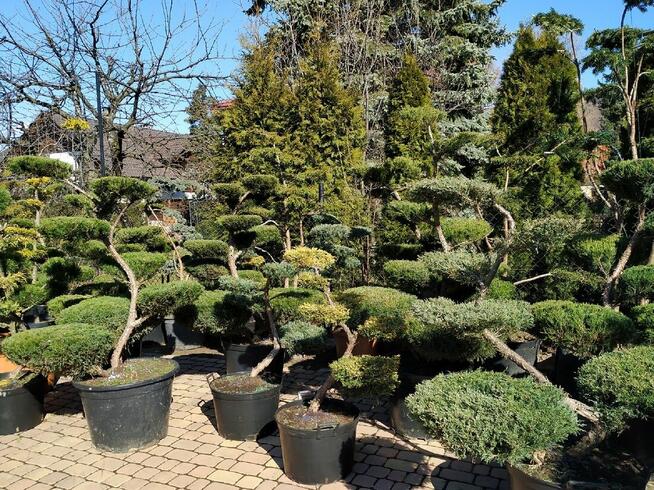 Drzewa i krzewy formowane.Niwaki - bonsai ogrodowe