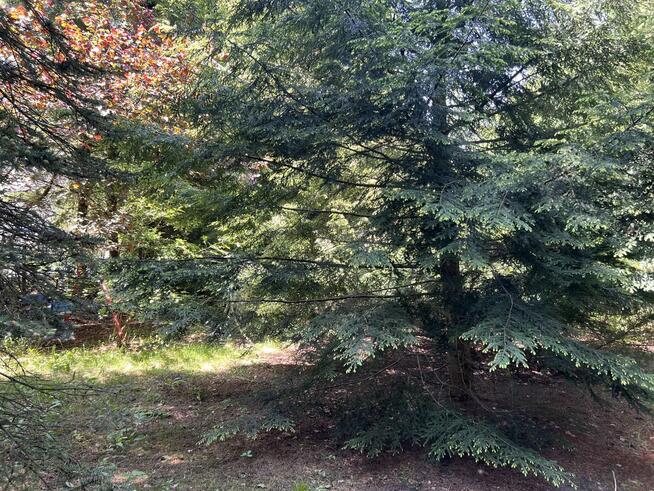 Działka rekreacyjna 600 m² z domkiem | Arciechów