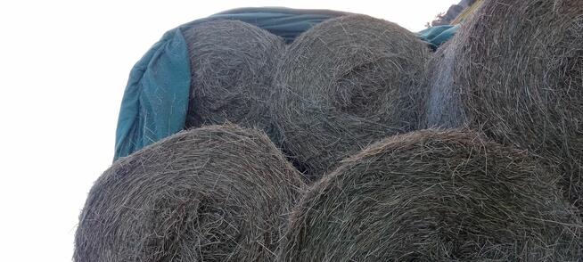 Witam Sprzedam Siano w Balach tegoroczne