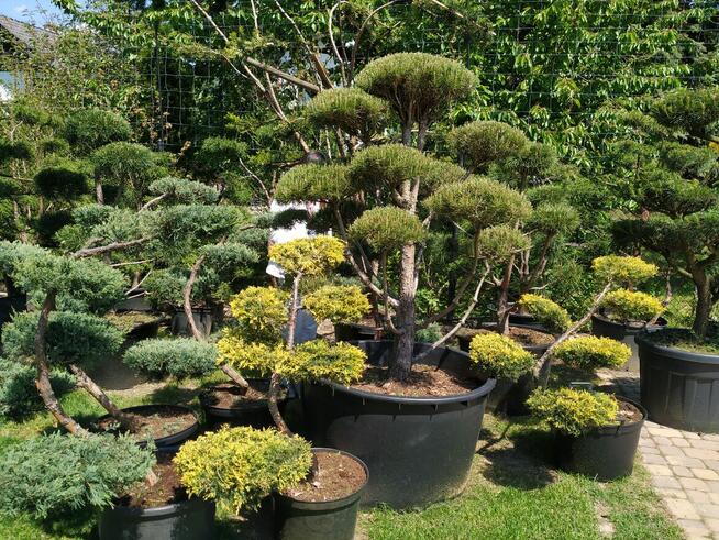 Drzewa i krzewy formowane.Niwaki - bonsai ogrodowe