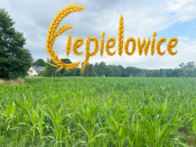 Działka budowlana Ciepielowice gm. Dąbrowa, Magnoliowa
