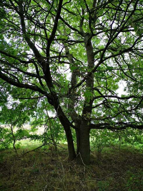 Świeszewo,gm.Gryfice,1.8458ha,Decyzja wz,pod dom.