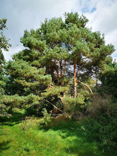 Świeszewo,gm.Gryfice,1.8458ha,Decyzja wz,pod dom.