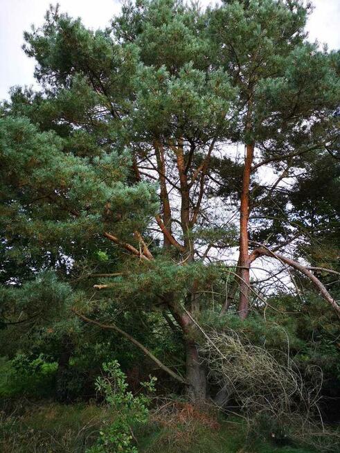 Świeszewo,gm.Gryfice,1.8458ha,Decyzja wz,pod dom.