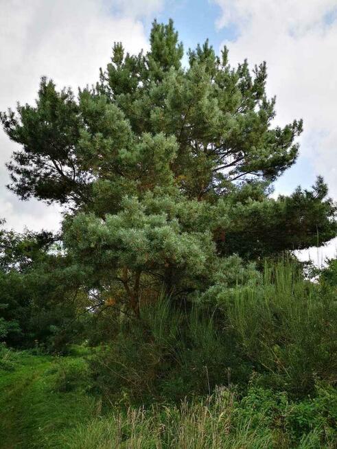 Świeszewo,gm.Gryfice,1.8458ha,Decyzja wz,pod dom.