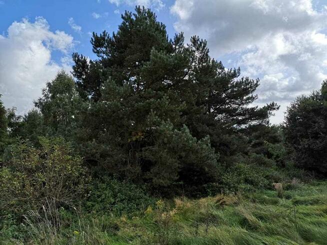 Świeszewo,gm.Gryfice,1.8458ha,Decyzja wz,pod dom.