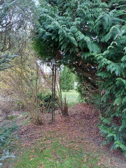 Działka ROD Konwalia 500m2 Mokra Prawa / Skierniewice