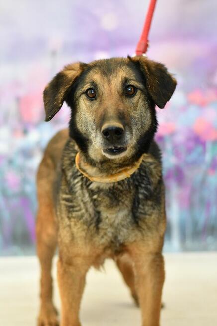 UROCZA SZILA BŁAGA O DOM TYMCZASOWY!