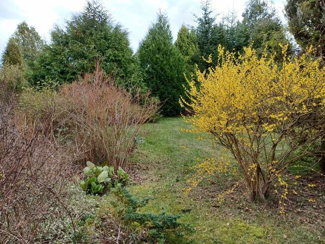 Działka ROD Konwalia 500m2 Mokra Prawa / Skierniewice