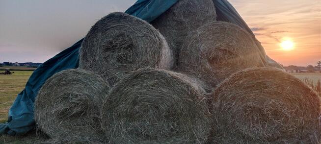 Witam Sprzedam Siano w Balach tegoroczne