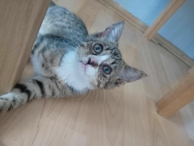 Cudowna Zara szuka rodzinki do pokochania!