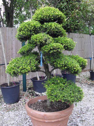 Drzewa i krzewy formowane.Niwaki - bonsai ogrodowe