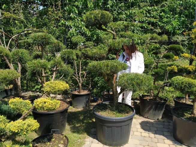 Drzewa i krzewy formowane.Niwaki - bonsai ogrodowe