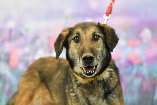 UROCZA SZILA BŁAGA O DOM TYMCZASOWY!