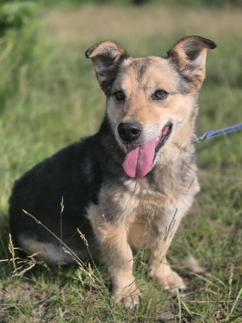 Figa - nieduża babeczka z charakterem szuka domu! :)