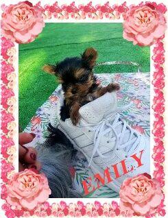 York, Yorkshire Terrier!Elitarne MICRO CUDEŃKA-XXXS dla VIP!
