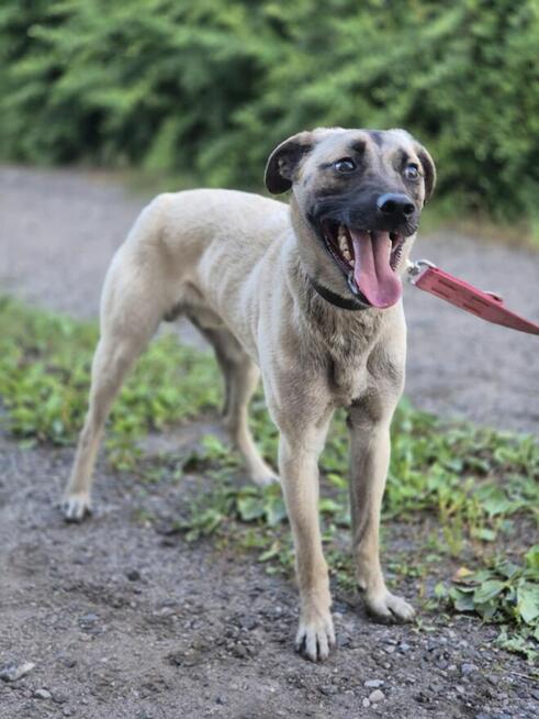 Bianko - domowy psiak zamknięty w piwnicy, pomocy!