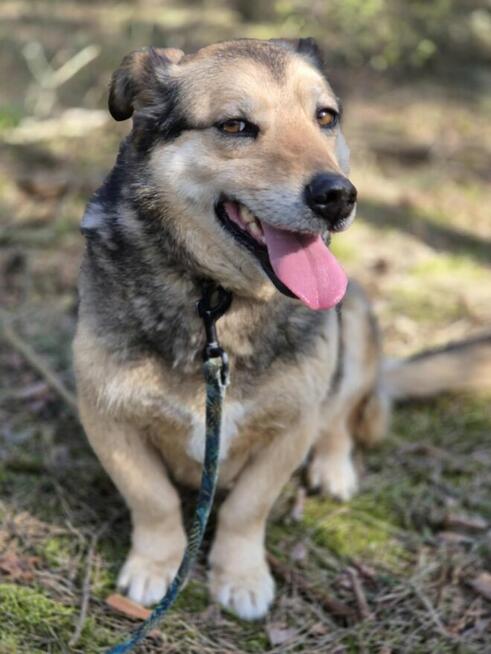 Figa - nieduża babeczka z charakterem szuka domu! :)