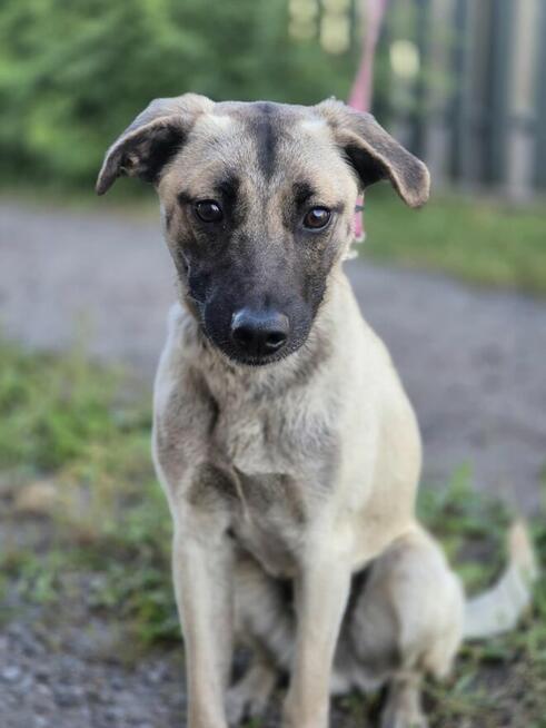 Bianko - domowy psiak zamknięty w piwnicy, pomocy!